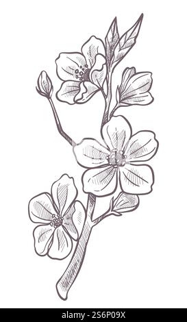 Kirschblütenbaum, isoliertes Laub und Blütenblätter am Zweig. Saisonale Blüte in Obstgarten oder Garten. Exotische Botanik und Dekoration, farblose monochrome Skizzenkontur. Vektor in abgewickelter Form. Sakura blüht, Kirschblüten-Baumzweig-Skizze Stock Vektor