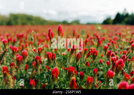 Nahaufnahme von Rotklee-Blumen auf einem Feld an einem sonnigen Tag Stockfoto