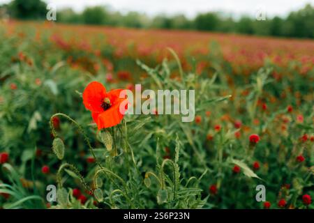 Roter Mohn zwischen Kleeblüumen auf einem grünen Feld Stockfoto