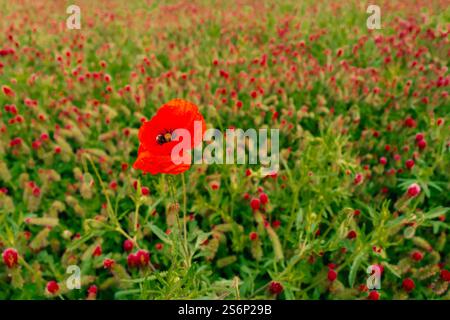 Roter Mohn zwischen Kleeblüumen auf einem grünen Feld Stockfoto