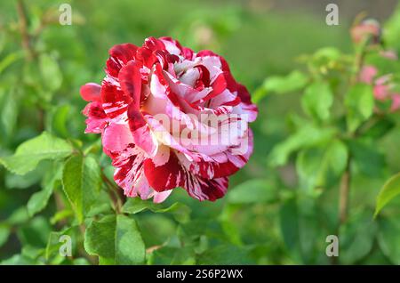 Rosa „Rock and Roll“. Eine zweifarbige rote und weiße Grandiflora Rose, Sommer, Großbritannien. Stockfoto