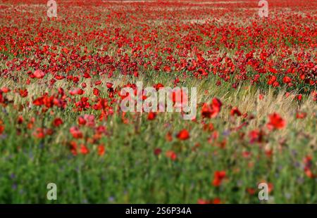 Blühendes natürliches rotes Mohnfeld vor der natürlichen Sommerlandschaft mit blauem Himmel. Stockfoto
