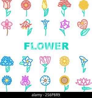 Blume Natürliche Aromatische Pflanze Symbole Set Vektor. Rose Und Iris, Hortensie Und Nelke, Chrysantheme Und Lisianthus Aroma Blossom Flower Line. Gladiolus Und Anthurium Flora Color Illustrationen. Blume Natürliche Aromatische Pflanze Symbole Set Vektor Stock Vektor