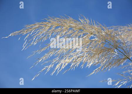 Eine Panik amerikanischer Pampasgras, Cortaderia selloana, vor einem blauen Himmel Stockfoto