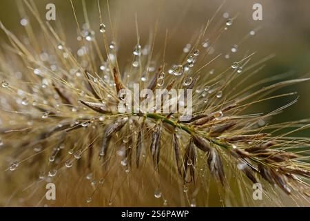 Tautropfen am Pseudoohr von Pennisetum alopecuroides, Makro Stockfoto
