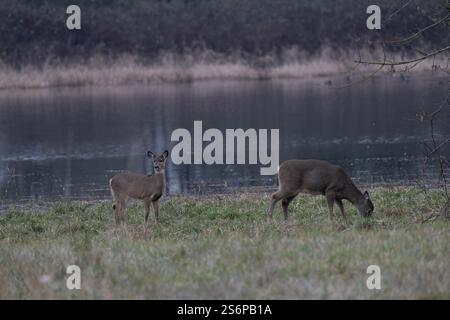Junge Liebe Stockfoto