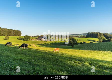 Sanfte Hügel im Schwarzwald mit Bauernhäusern und weidenden Kühen auf einer grünen Wiese, St. Märgen, Baden-Württemberg, Deutschland Stockfoto