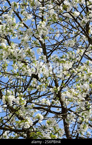 Ein blühender Kirschbaum, Prunus, Cerasus, mit weißen Blüten im Detail Stockfoto