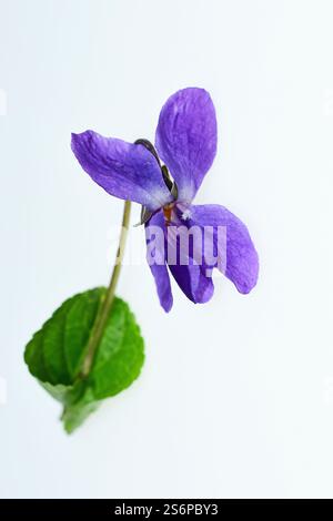 Duftendes Violett, Viola odorata, vor weißem Hintergrund Stockfoto