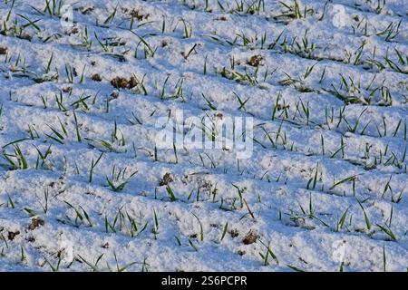 Winter-Getreidesämlinge im Schnee Stockfoto
