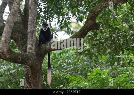 Östlicher Schwarz-Weiß-Kolobus (Colobus guereza), Nationalparks in Uganda Stockfoto
