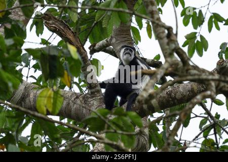 Östlicher Schwarz-Weiß-Kolobus (Colobus guereza), Nationalparks in Uganda Stockfoto