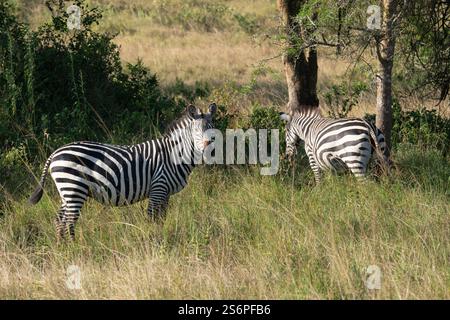 Ebene Zebra (Equus quagga), Lake Mburo National Park, Uganda Stockfoto