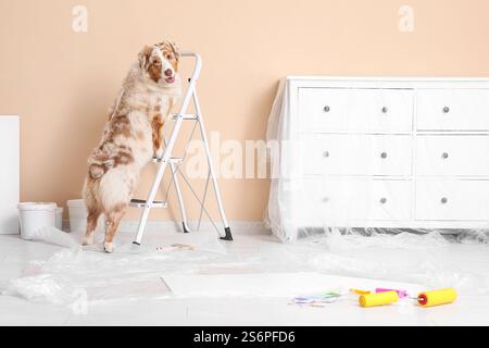 Süßer australischer Schäferhund, der während der Reparatur in einem neuen Haus auf der Leiter steht Stockfoto