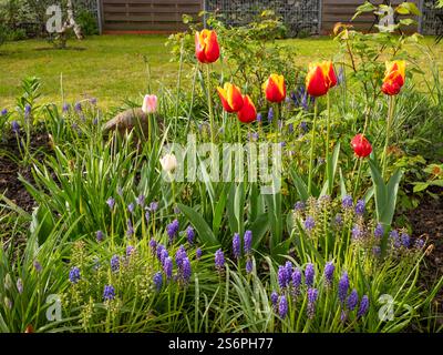Tulpen und Hyazinthen im Garten Stockfoto