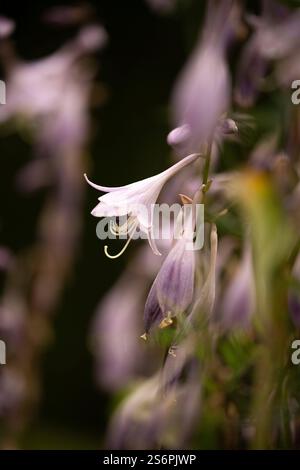Hosta, Bananen-Lilie, Blüten Stockfoto
