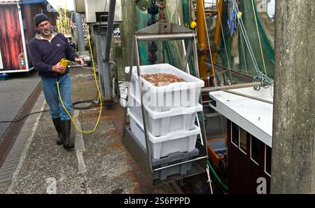 Man verladet Kisten mit frisch gefangenen Nordseegarnelen (Crangon crangon) aus einem Garnelenboot im Hafen, Fischerdorf Neuharlingersiel, Ostfriesland, Niedersachsen Stockfoto