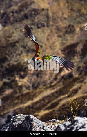 Ein kea, auch bekannt als Bergpapagei, fliegt in den Bergen am Arthur's Pass auf Neuseelands Südinsel und zeigt die orangefarbenen Federn auf seinen Flügeln. Die frechen und schlauen Vögel sind in den Bergen zu Hause. Berglandschaft im Hintergrund. Stockfoto