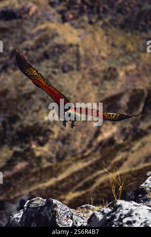 Ein kea, auch bekannt als Bergpapagei, fliegt in den Bergen am Arthur's Pass auf Neuseelands Südinsel und zeigt die orangefarbenen Federn auf seinen Flügeln. Die frechen und schlauen Vögel sind in den Bergen zu Hause. Berglandschaft im Hintergrund. Stockfoto