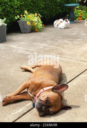 Ein Hund und eine Katze schlafen auf einer Terrasse mit Blumen und Pflanzen. Stockfoto