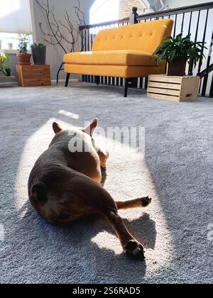 Eine braune französische Bulldogge, die an einem sonnigen Ort auf dem Teppich eines modernen Wohnzimmers mit gelber Couch und Zimmerpflanzen schläft. Stockfoto