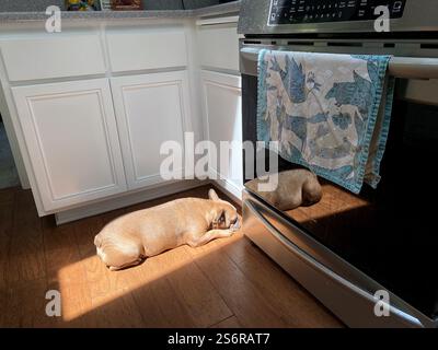 Eine braune französische Bulldogge, die in der Sonne auf einem Küchenboden neben dem Herd liegt. Stockfoto