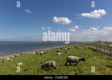 Schafe weiden auf dem Deich, JadeWeserPort im Hintergrund, auf der tiefen Fahrbahn, Wilhelmshaven, Niedersachsen, Deutschland Stockfoto