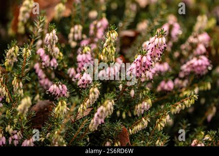 Natürliches Nahaufnahme blühendes Pflanzenporträt der hübschen Erica x Darleyensis „Archie Graham“. Aufmerksamkeit erregend, schön, blühend, rot, kühl, Stockfoto