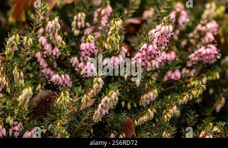 Natürliches Nahaufnahme blühendes Pflanzenporträt der hübschen Erica x Darleyensis „Archie Graham“. Aufmerksamkeit erregend, schön, blühend, rot, kühl, Stockfoto