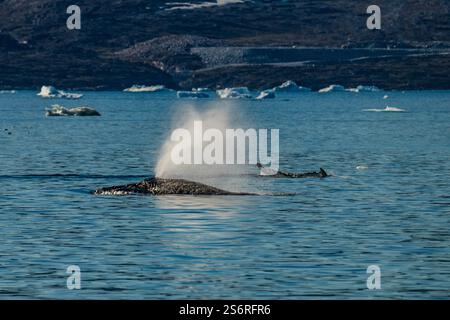 Zwei Buckelwale (Megaptera novaeangliae) schwimmen anmutig im ruhigen, blauen Wasser Grönlands und spucken Wasser in die Luft vor dem Hintergrund Stockfoto