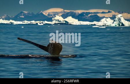 Ein Buckelwal (Megaptera novaeangliae) durchquert anmutig das ruhige Wasser Grönlands und zeigt seinen Schwanz vor dem Hintergrund der beeindruckenden gla Stockfoto