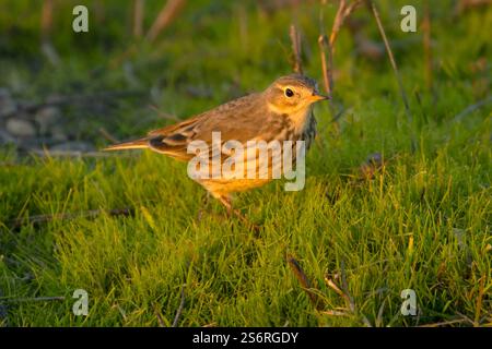 American Pipit (Anthus rubescens), Merced National Wildlife Refuge, Kalifornien Stockfoto