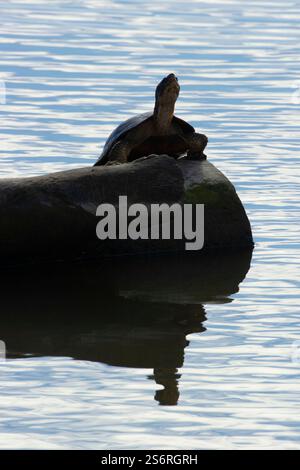 WESTERN Pond Turtle (Actinemys marmorata), Sacramento National Wildlife Refuge, Kalifornien Stockfoto