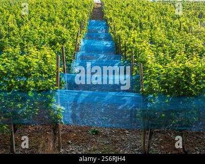 Weinbege bei Dernau, Ahr, Ahrtal, Eifel, Rheinland-Pfalz, Deutschland Stockfoto
