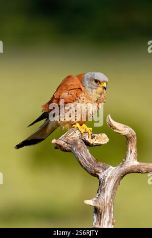 Falco naumanni auf seinem Barsch, Extremadura, Spanien Stockfoto