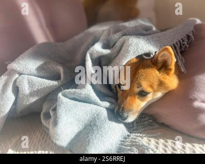 Nachdenklicher Shiba Inu mit einem traurigen Ausdruck, Kopf unter einer Decke. Die Stimmung ist nachdenklich und besinnlich. Hochwertige Nahaufnahmen. Kopierbereich verfügbar. Stockfoto