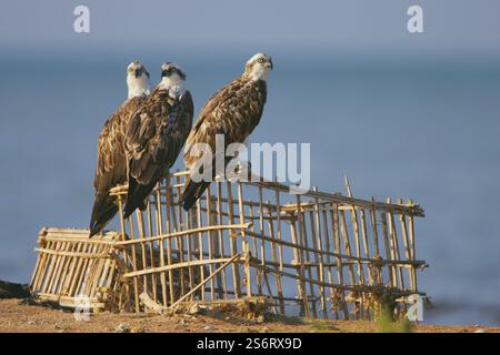 osprey, Fischfalke, Meeresfalke, Flussfalke (Pandion haliaetus), drei Fischadler, die zusammen auf selbstgemachten Käfigen thronen, Ägypten, Sinai Stockfoto