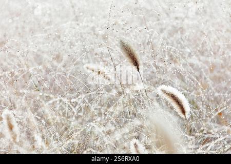 Flaschengras, grünes Borstengras, grüner Fuchsschwanz (Setaria viridis), bei Niederschlag verwelkt, Deutschland, Nordrhein-Westfalen, Hagen-Hohenlimburg Stockfoto