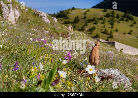Gemeine Wachtel (Coturnix coturnix), erwachsener Mann am Berghang, Italien, Abruzzen Stockfoto