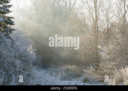 Büsche im Winter, Deutschland Stockfoto