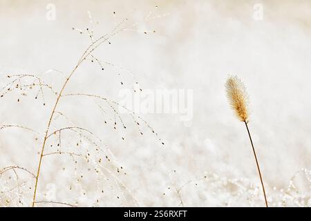 Flaschengras, grünes Borstengras, grüner Fuchsschwanz (Setaria viridis), bei Niederschlag verwelkt, Deutschland, Nordrhein-Westfalen Stockfoto