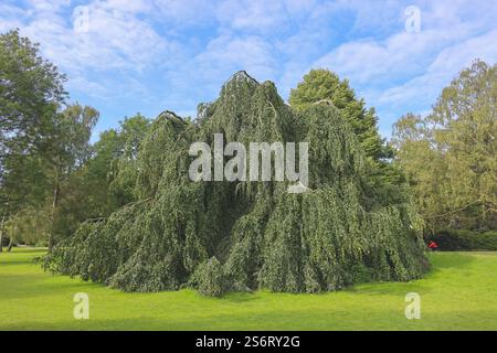 Purple Weeping Buche, Purple Weeping European Buche (Fagus sylvatica 'purpurea pendula', Fagus sylvatica purpurea pendula), Single Tree in der Alster Stockfoto