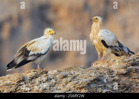Ägyptischer Geier, Pharaonenhuhn, weißer Schnitzelgeier (Neophron percnopterus), zwei weiße Schnitzelgeier, die auf einem Felsen sitzen, Seite V Stockfoto