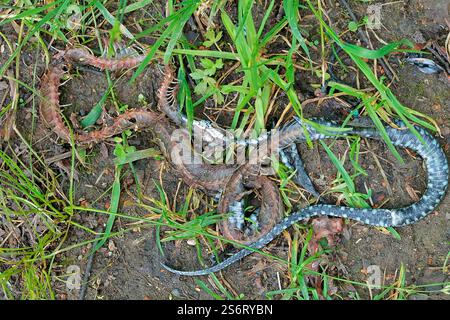 Horngrasschlange (Natrix natrix helvetica, Natrix helvetica), tote Grasschlange im Gras, Deutschland, Nordrhein-Westfalen Stockfoto