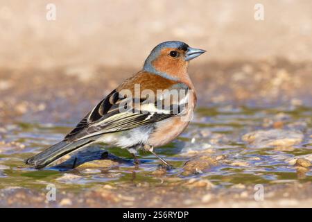 Buchfink (Fringilla coelebs), erwachsener Mann, der im Wasser steht, Italien, Abruzzen Stockfoto