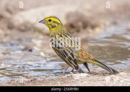 Gelbhammer (Emberiza citrinella), Seitenansicht eines erwachsenen Mannes, der in einer Pfütze steht, Italien, Abruzzen Stockfoto