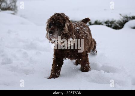 Ein alter brauner Cocker Spaniel-Hund läuft durch eine verschneite Landschaft, seine Ohren flattern im Wind und das Fell ist mit Schneeflocken bedeckt, während der Schnee sanft fällt. Stockfoto