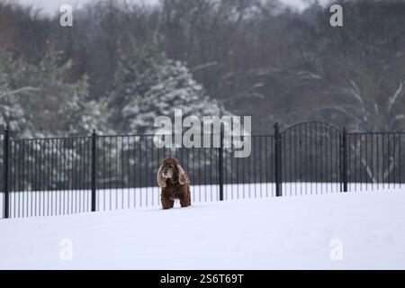 Ein brauner Cocker Spaniel, dessen Fell mit Schneeflocken bestäubt ist. Im Hintergrund säumt ein schwarzer schmiedeeiserner Zaun den Rand des verschneiten Hofes und bildet so einen Kontrast Stockfoto