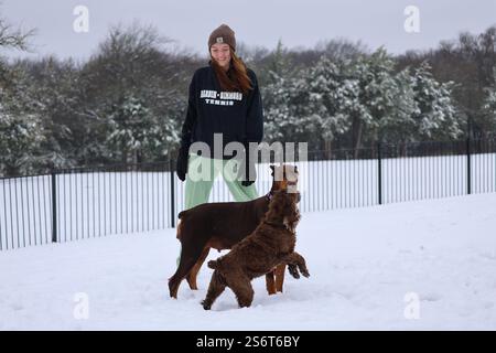 Eine Frau steht in ihrem schneebedeckten Garten und beobachtet ihre beiden Hunde, einen roten Rost Doberman Pinscher und einen braunen Cocker Spaniel, die Spaß beim Spielen im Schnee haben. Stockfoto
