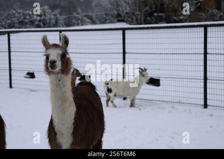 Ein kurioses suri-Lama mit langem, flauschigem, braunem und weißem Pelz steht in einem schneebedeckten Stift und blickt direkt in die Kamera, mit einer Ziege im Hintergrund. Stockfoto